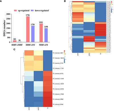 Comparative transcriptome analysis reveals the involvement of an MYB transcriptional activator, SmMYB108, in anther dehiscence in eggplant